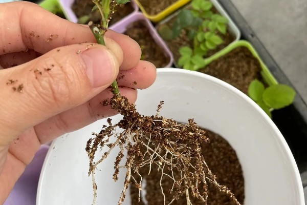 盆栽木芙蓉多高需打顶,在10cm左右时就需要打顶