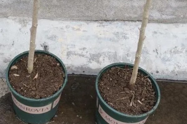 盆栽木芙蓉多高需打顶,在10cm左右时就需要打顶