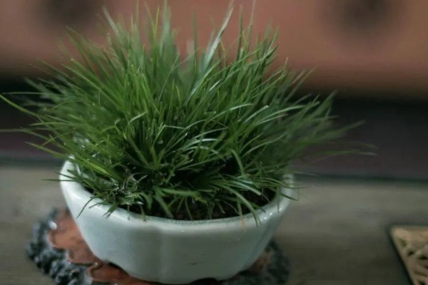 家里养菖蒲好不好，可以放家里养殖