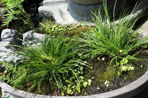 家里养菖蒲好不好，可以放家里养殖