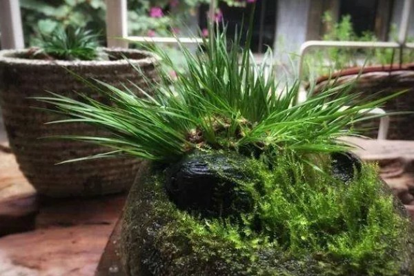 家里养菖蒲好不好，可以放家里养殖