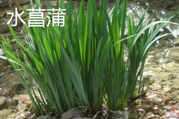 家里养菖蒲好不好，可以放家里养殖