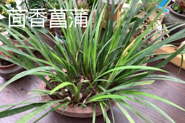 家里养菖蒲好不好，可以放家里养殖