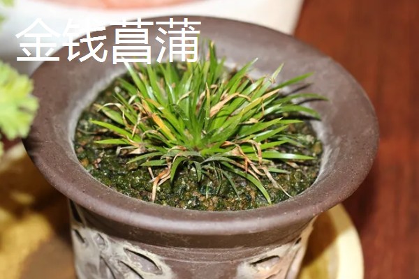 家里养菖蒲好不好，可以放家里养殖