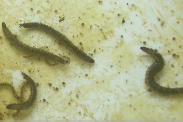 蛾蚋幼虫怎么彻底灭杀，将杀虫剂兑水稀释再倒入下水道