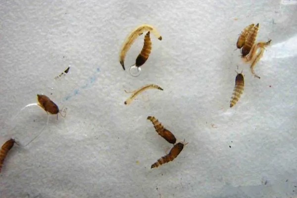 蛾蚋幼虫怎么彻底灭杀，将杀虫剂兑水稀释再倒入下水道