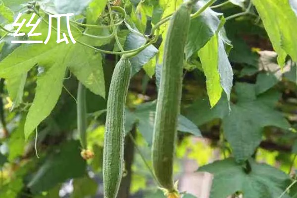 春天种什么蔬菜,有丝瓜、大葱等品种