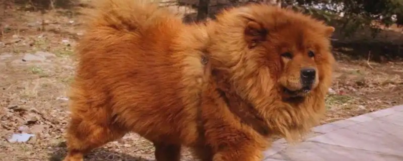 松狮犬患上犬瘟热如何处理，注射利巴韦林等药物具有疗效
