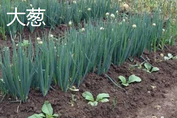 春天种什么蔬菜,有丝瓜、大葱等品种