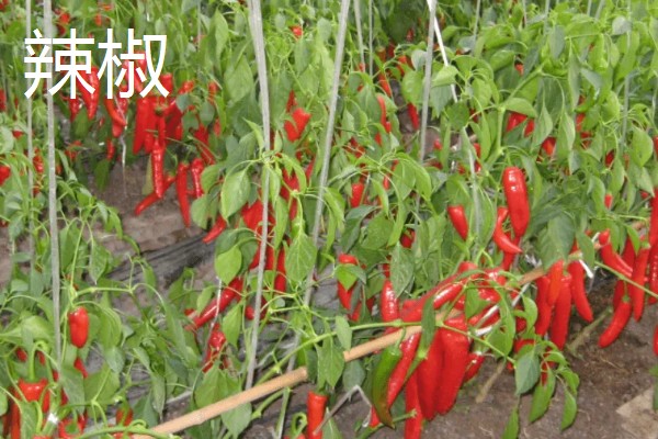 春天种什么蔬菜,有丝瓜、大葱等品种