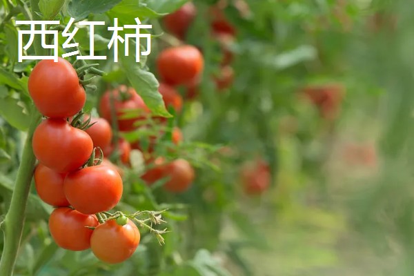 春天种什么蔬菜,有丝瓜、大葱等品种