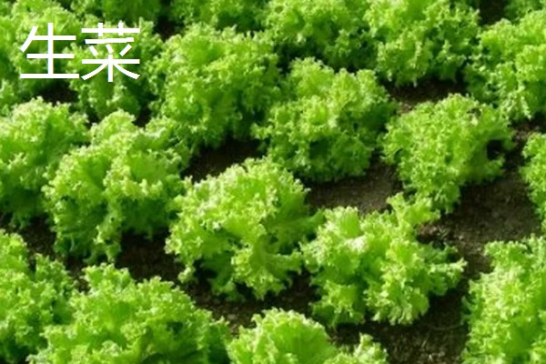 春天种什么蔬菜,有丝瓜、大葱等品种