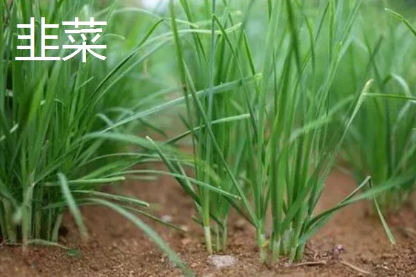 春天种什么蔬菜,有丝瓜、大葱等品种