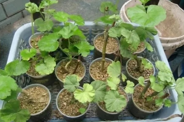 天竺葵花的扦插方法，通常在春秋季扦插