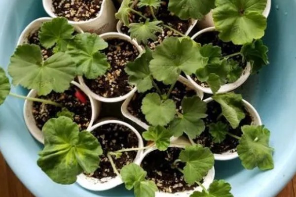 天竺葵花的扦插方法，通常在春秋季扦插