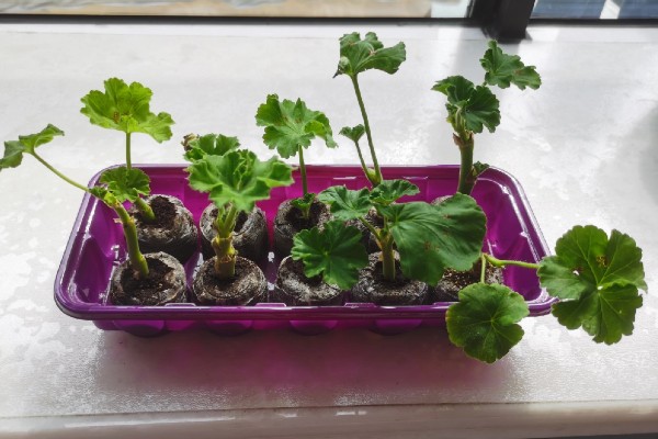 天竺葵花的扦插方法，通常在春秋季扦插