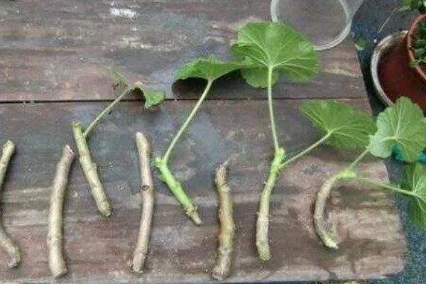 天竺葵花的扦插方法，通常在春秋季扦插