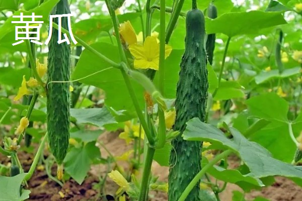 春天种什么蔬菜,有丝瓜、大葱等品种