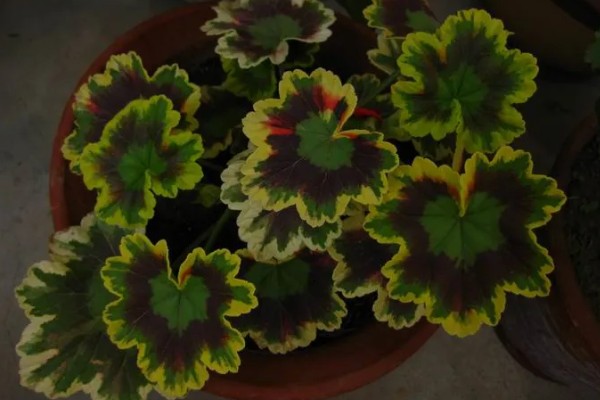 天竺葵花的扦插方法，通常在春秋季扦插