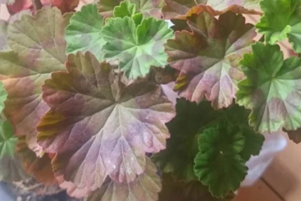 天竺葵花的扦插方法，通常在春秋季扦插