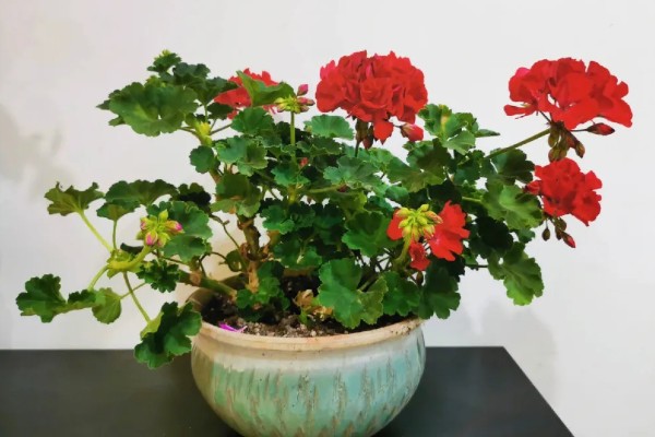 天竺葵花的扦插方法，通常在春秋季扦插