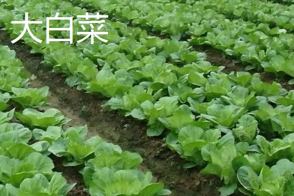 春天种什么蔬菜,有丝瓜、大葱等品种