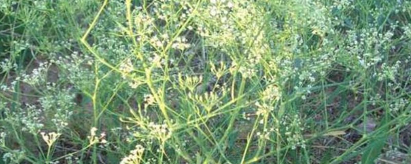 防风的亩产量，一般为200-300公斤左右