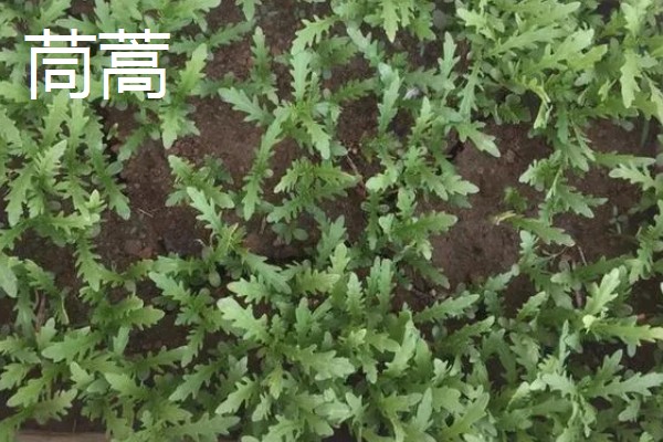 春天种什么蔬菜,有丝瓜、大葱等品种