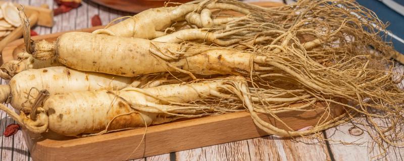 人参全株是什么形状，其顶部带着细小的尖针