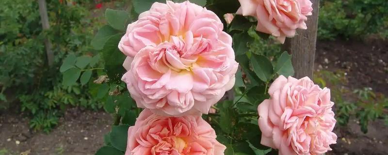 香水月季的品种，有玛格丽特王妃、摩洛哥公主等