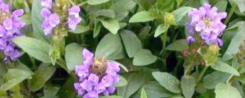 夏枯草怎么种植，点播每穴播种8-10粒