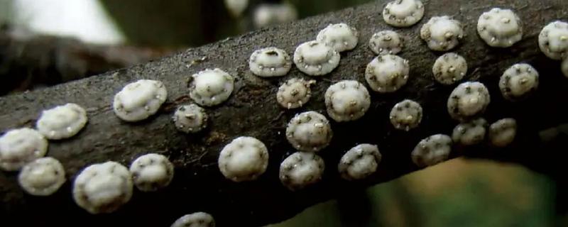 蚧壳虫适合什么时候防治，卵期和若虫期是适宜时期