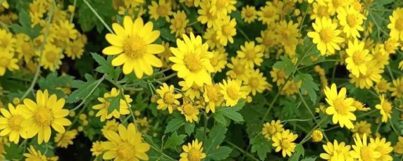 野菊花的品种，分为甘菊、毛华菊、楔叶菊等7种