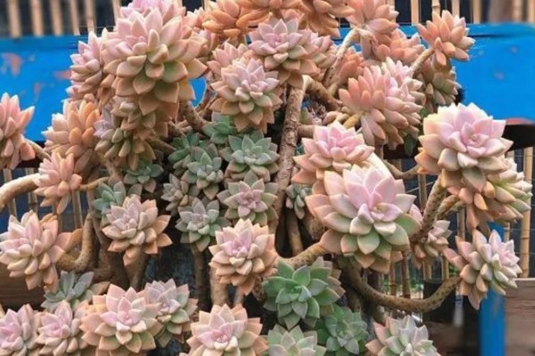 八千代老桩的养殖方法,生长期间适当添加腐熟的稀薄液肥