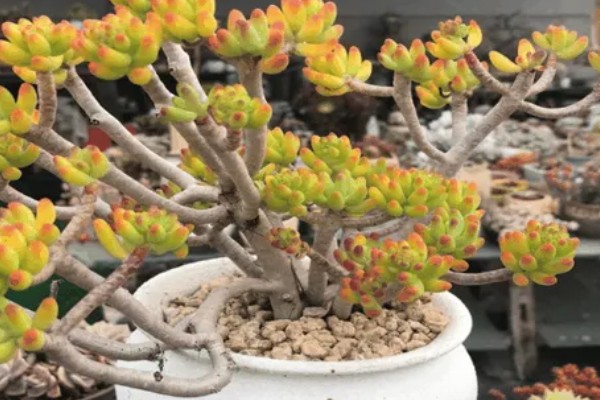 八千代老桩的养殖方法,生长期间适当添加腐熟的稀薄液肥