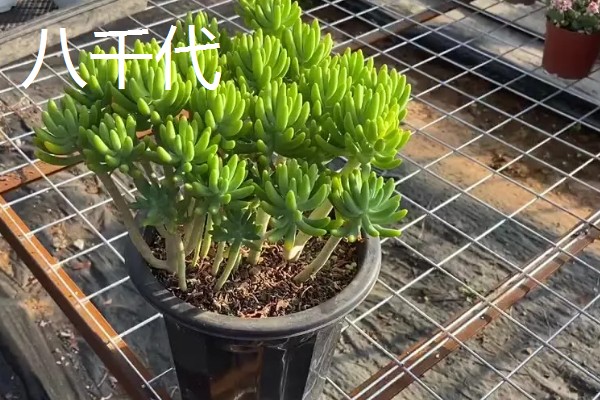 八千代老桩的养殖方法,生长期间适当添加腐熟的稀薄液肥