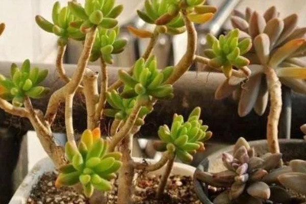 八千代老桩的养殖方法,生长期间适当添加腐熟的稀薄液肥