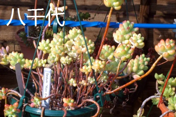 八千代老桩的养殖方法,生长期间适当添加腐熟的稀薄液肥