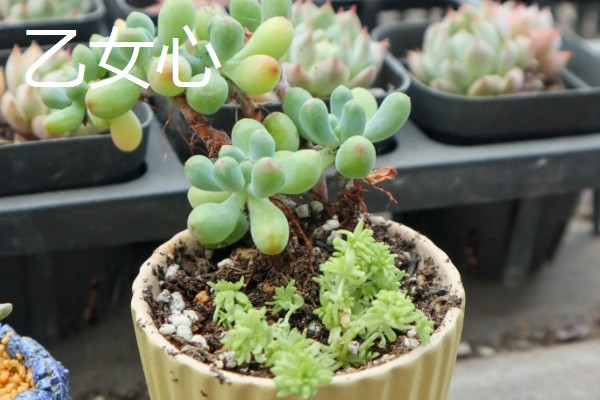 八千代老桩的养殖方法,生长期间适当添加腐熟的稀薄液肥