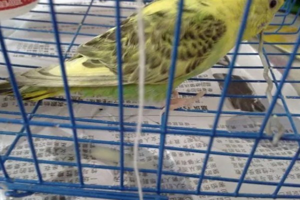 鹦鹉为什么会腹泻，可能是受到病菌、寄生虫的感染