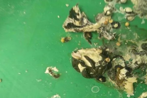 鹦鹉为什么会腹泻，可能是受到病菌、寄生虫的感染