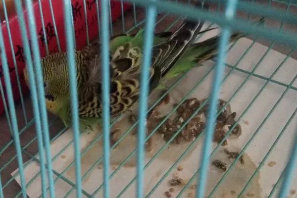 鹦鹉为什么会腹泻，可能是受到病菌、寄生虫的感染