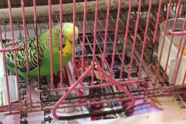 鹦鹉为什么会腹泻，可能是受到病菌、寄生虫的感染