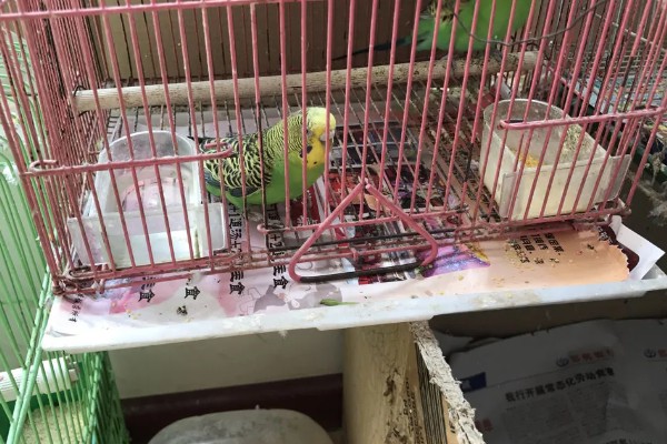 鹦鹉为什么会腹泻，可能是受到病菌、寄生虫的感染