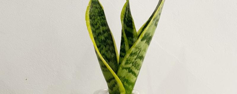 虎皮兰可以水培吗，能水培也能土培
