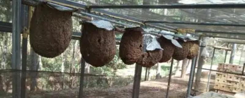 养殖马蜂的方法，需要办理特种养殖证