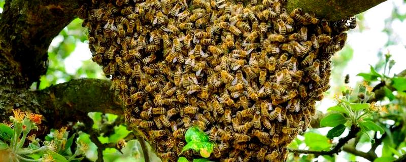 诱蜂的有效方法，可在蜂箱内壁和巢门处涂抹蜂蜡