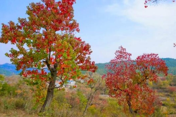 乌桕叶子何时变色,在七月中旬变色