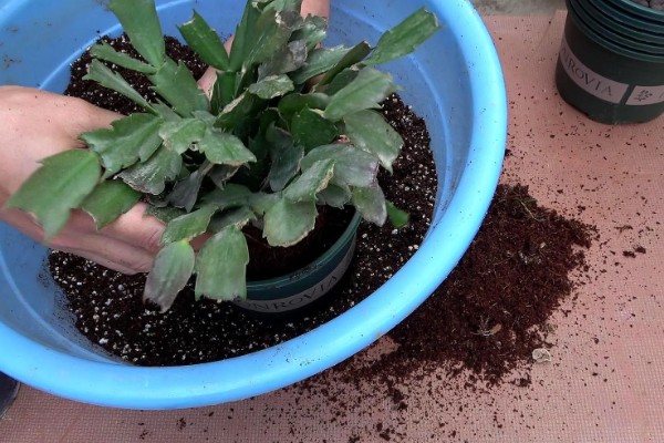 蟹爪兰烂根怎么办,剪除烂根经过消毒后换土重栽