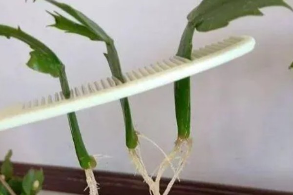 蟹爪兰烂根怎么办,剪除烂根经过消毒后换土重栽